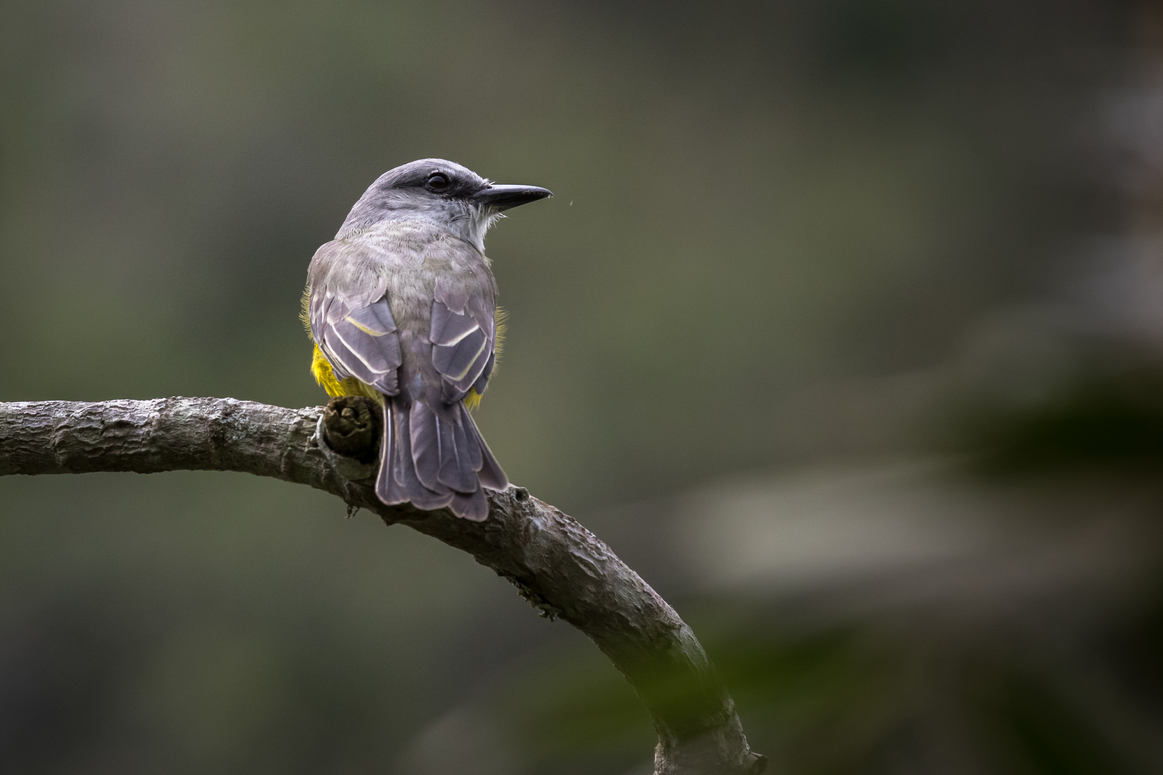 ¿Realmente Perú superó a Colombia como el país con mayor diversidad de aves?