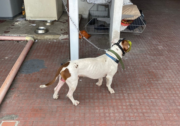 ¡Buenas noticias! Rescatan a perro que era maltratado en Bucaramanga, Santander