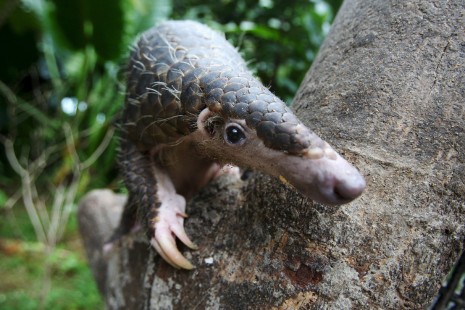 El pangolín, el animal más traficado del mundo