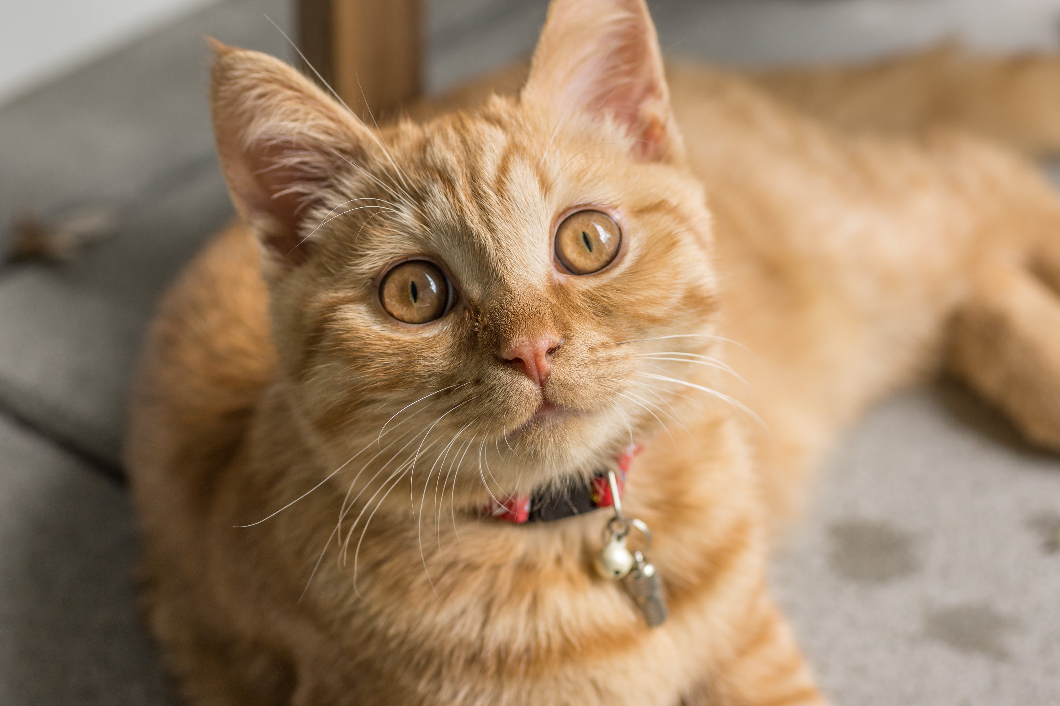 Haga este test y descubra si usted es la persona favorita de su gato