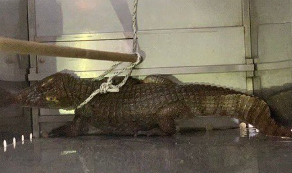 Medellín: capturan a hombre que tenía una babilla, tres tortugas y dos serpientes