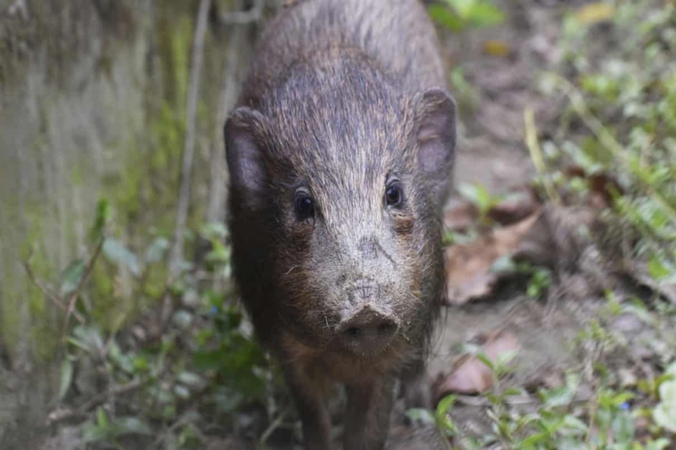 Estudio mostró que gracias a acuerdos de conservación se salvaron 48 especies