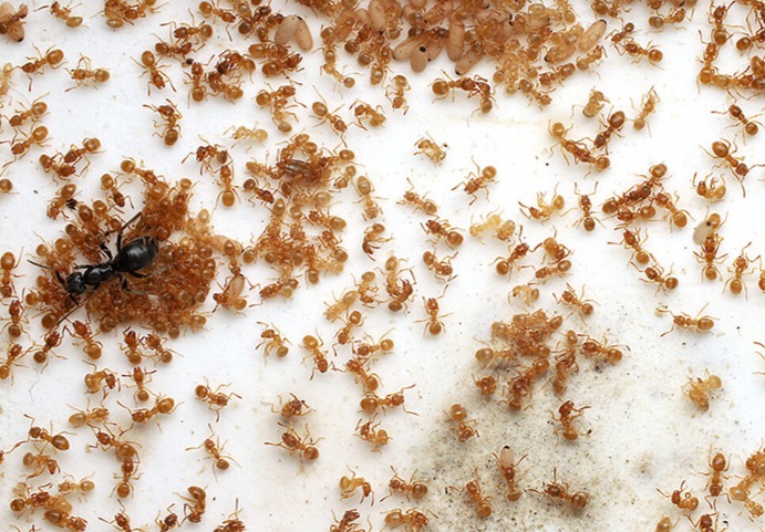Estas hormigas obreras matan a su reina, y los científicos descubrieron por qué