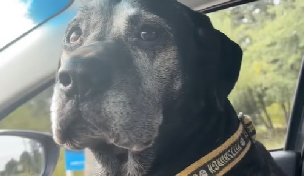 Tembloroso y con mirada suplicante: así reaccionó Duke ante unos pitbulls