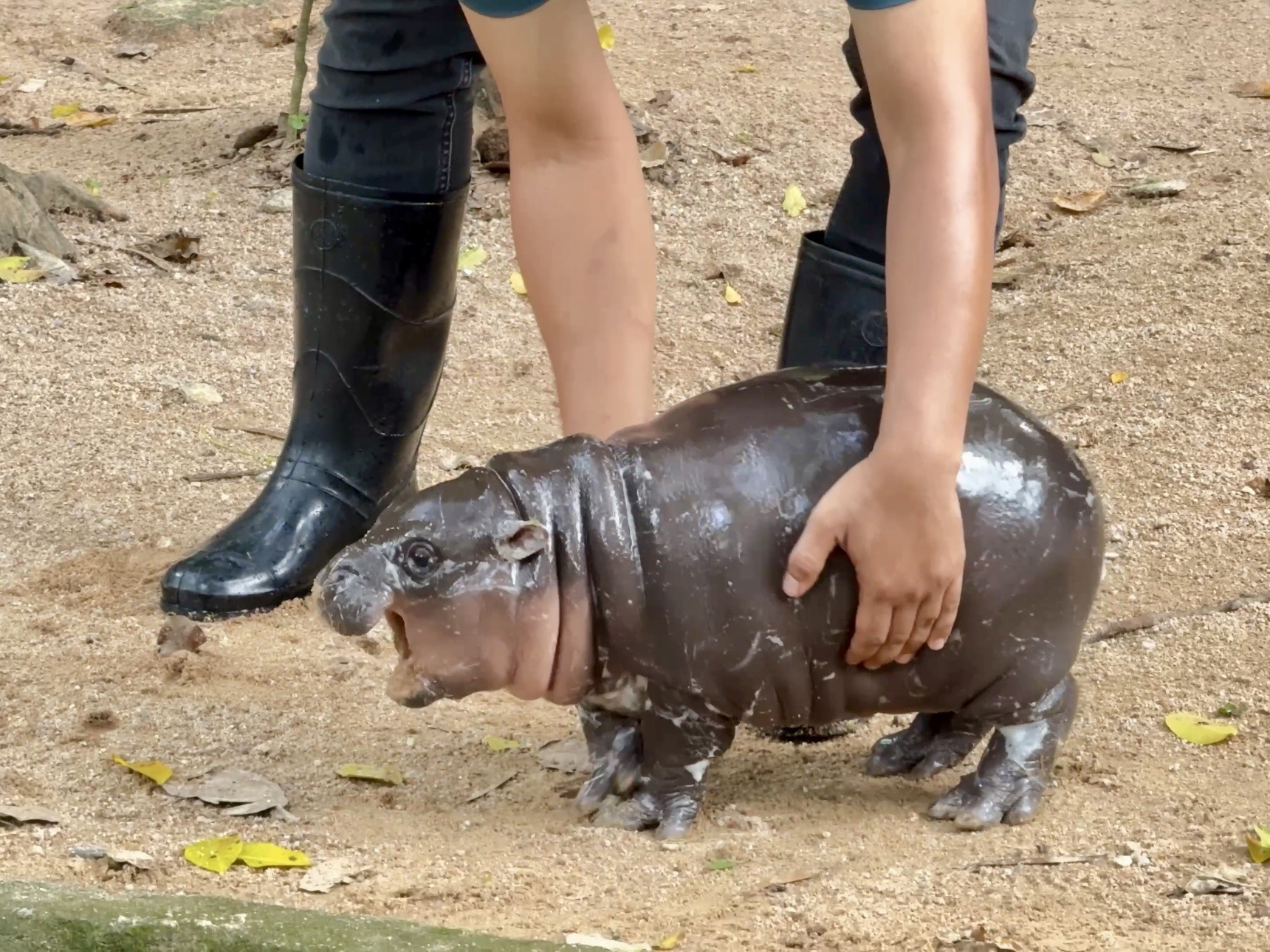 Moo Deng, el adorable hipopótamo pigmeo que se volvió viral en un zoo de Tailandia