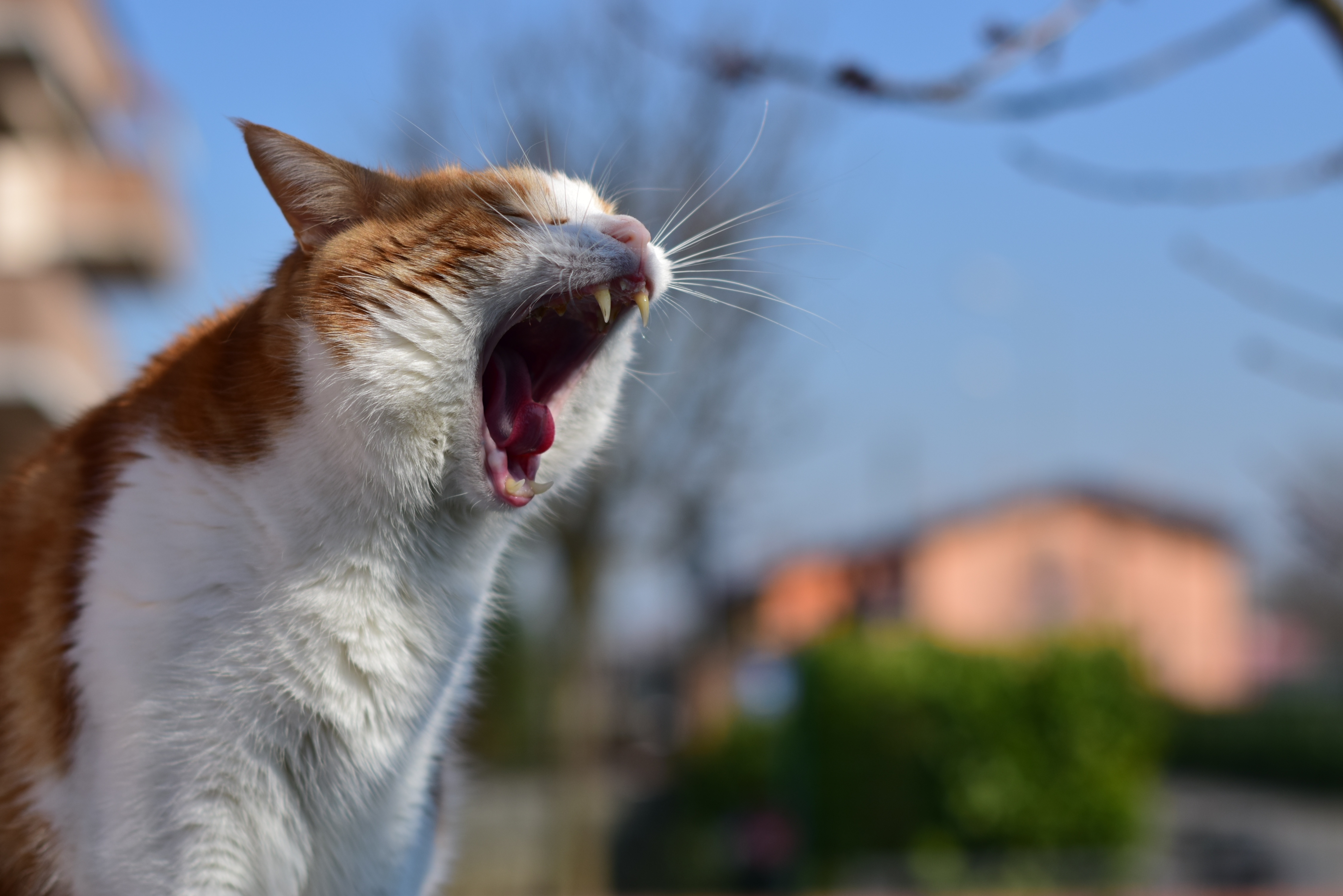 Cinco cosas comunes que pueden lastimar o herir a su gato