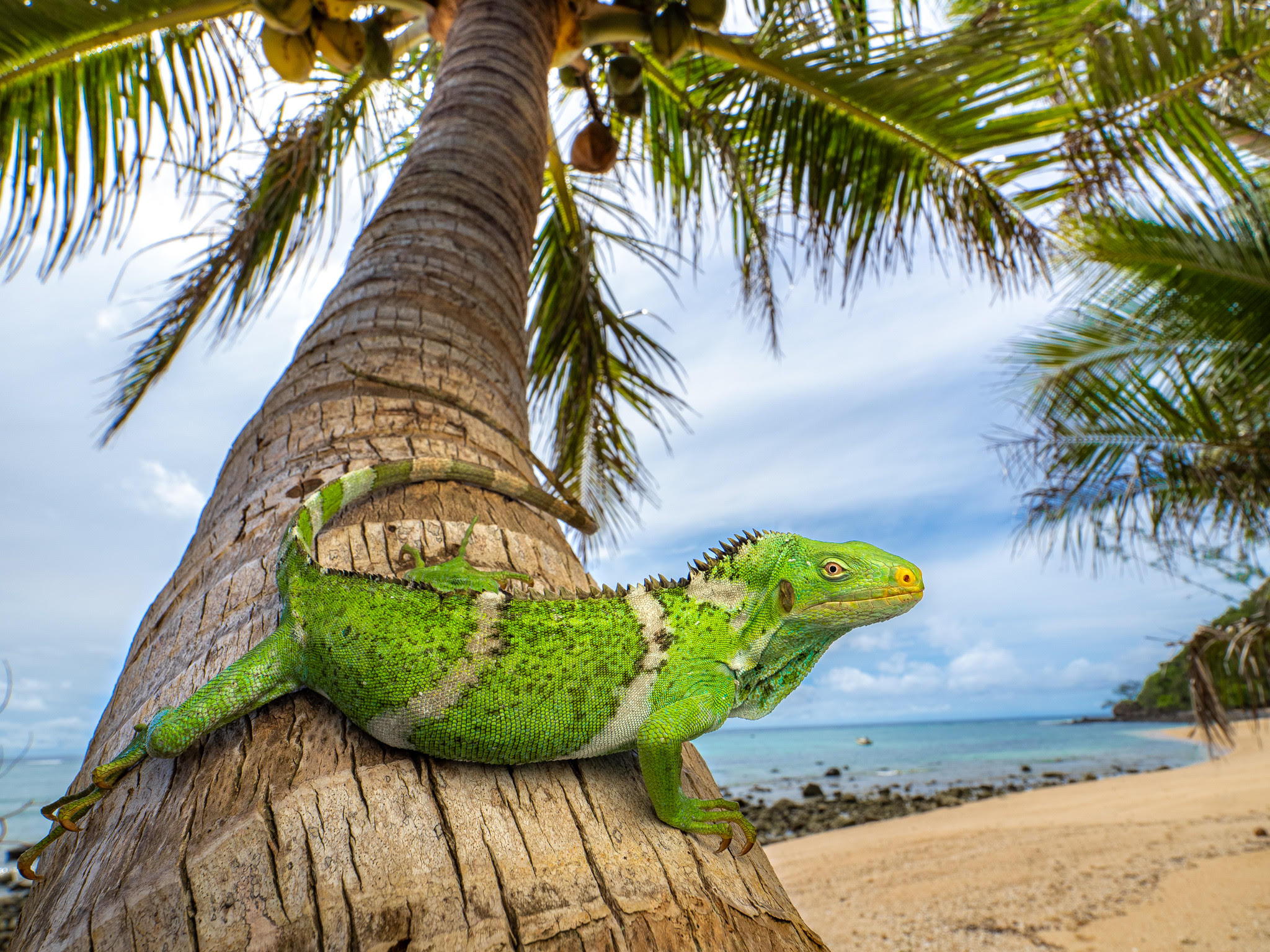 Estas iguanas cruzaron el océano Pacífico en balsa y conquistaron una isla remota
