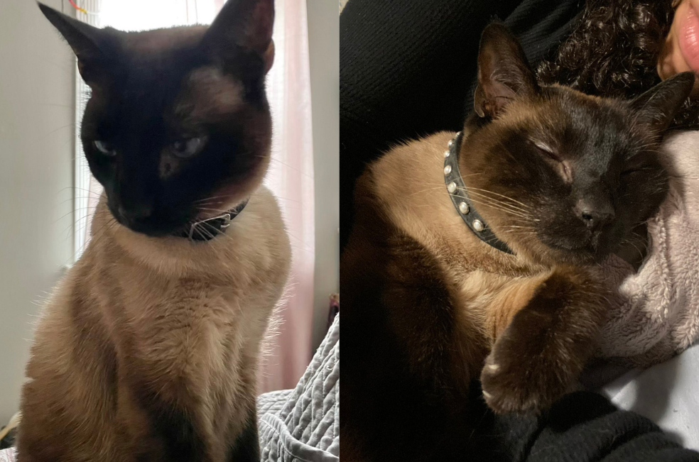 Prince, gato que salvo a familia de un incendio