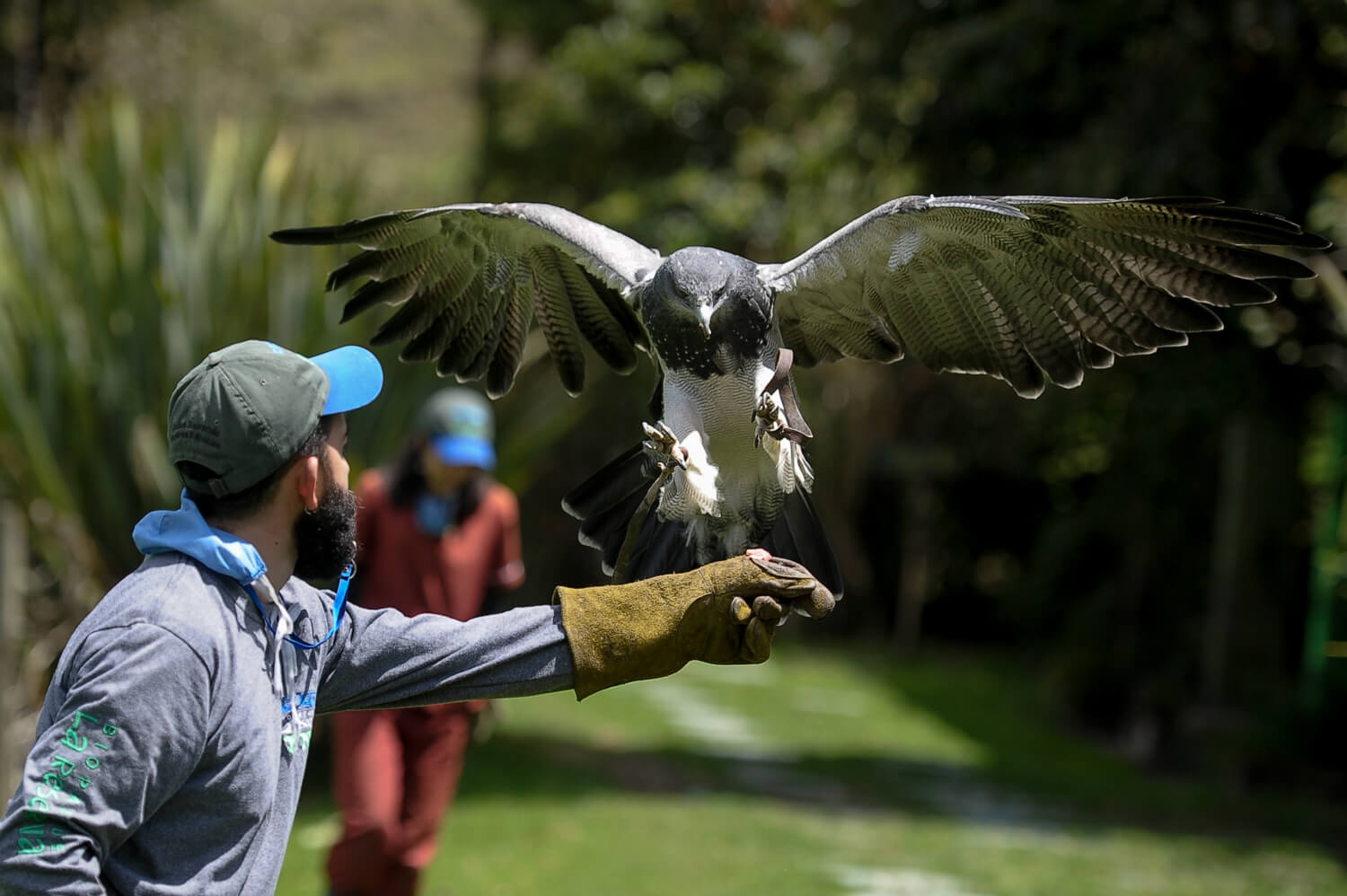 Animales silvestres, afectados por la pandemia