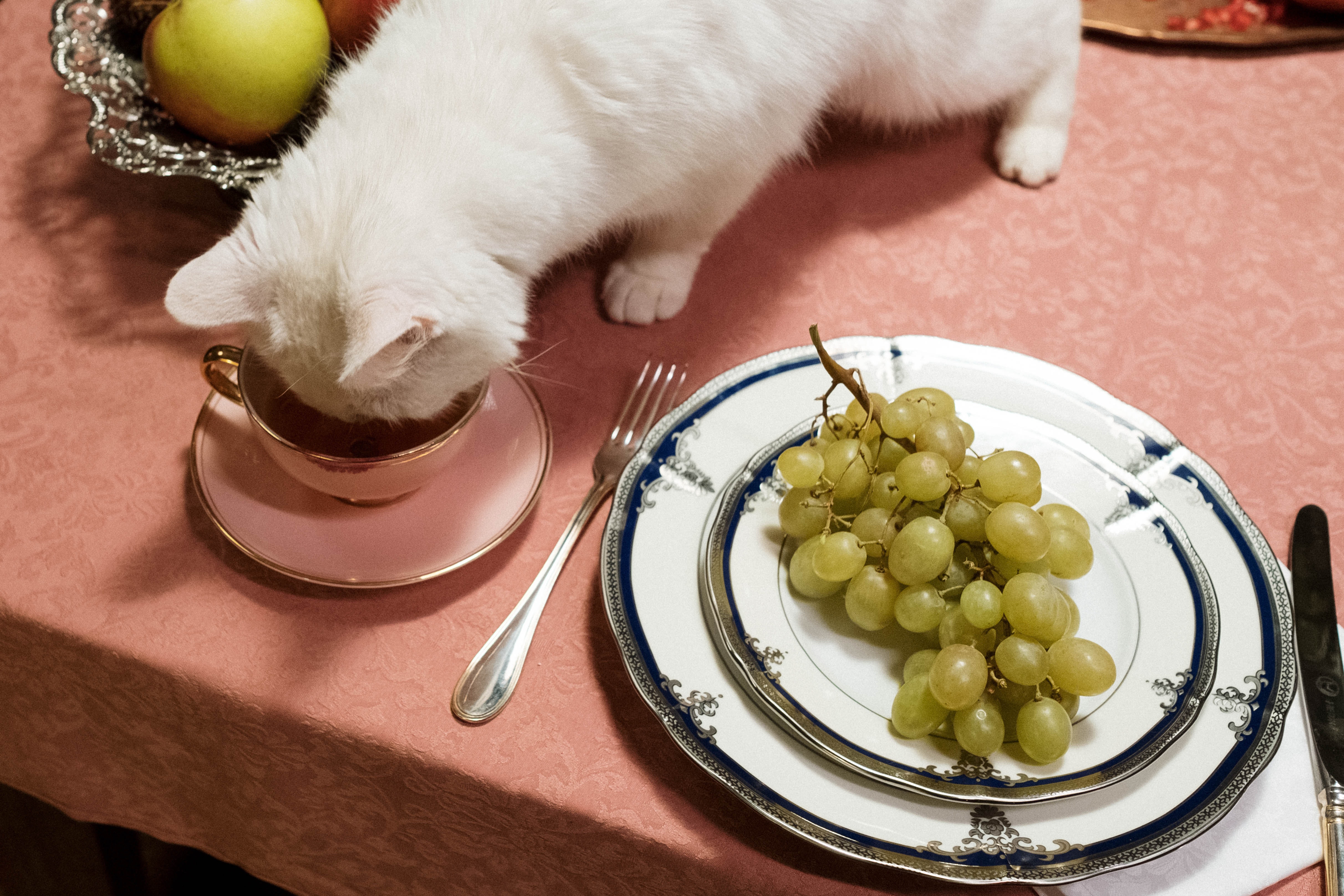 Comida humana para gatos: qué darle y que no a tu mascota