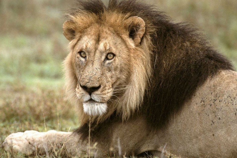 Dos leones nadan una distancia sin precedentes, pero eso no es tan buena noticia