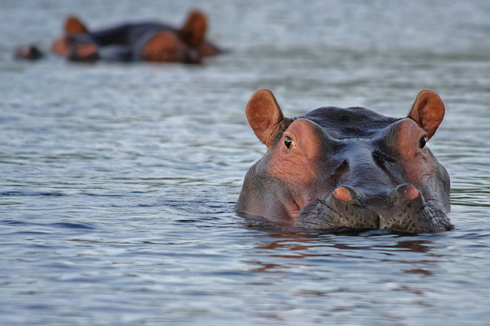 Un centenar de hipopótamos muere en Namibia debido a brote