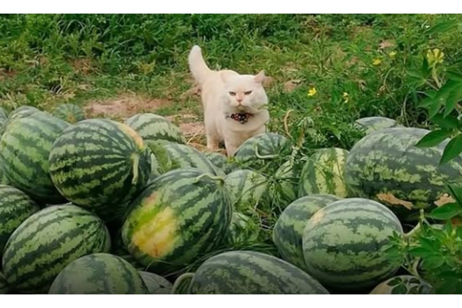 Pearl, la gata con cara enojada que vigila un cultivo de sandías en Tailandia