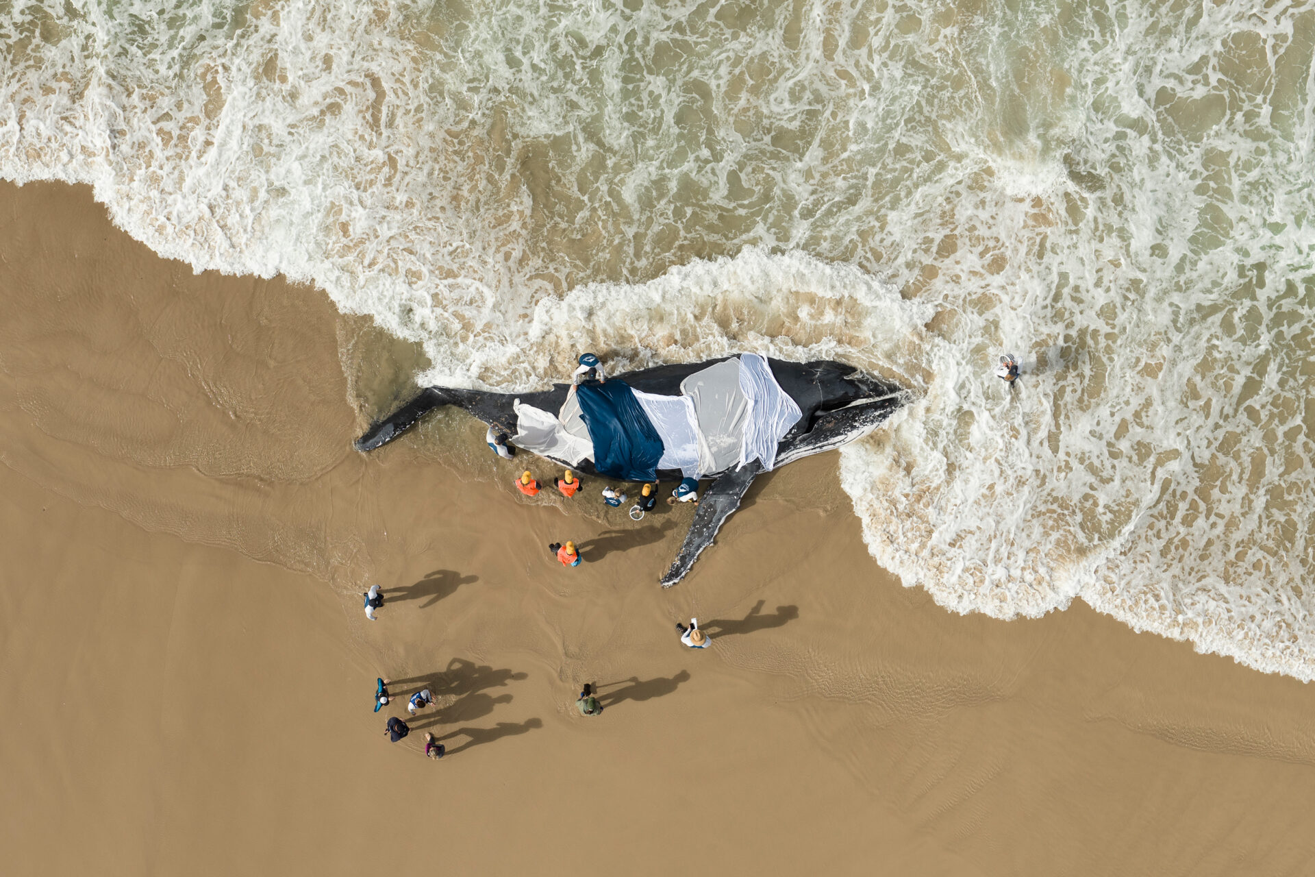 Estas son las fotografías ganadoras del premio Ocean Photographer of the Year.