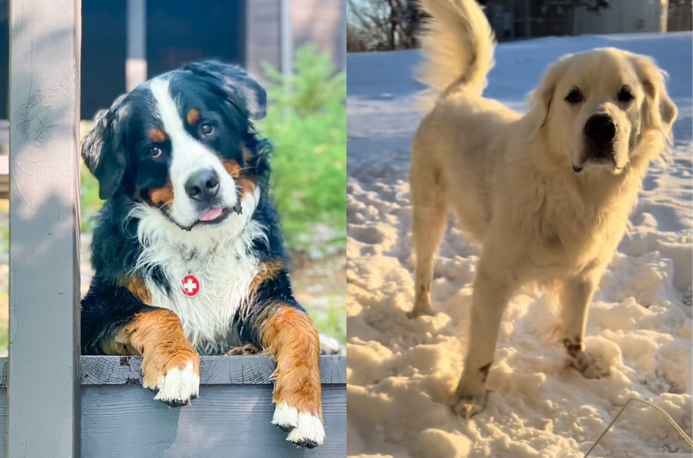 Su perro cambió por completo y lo registró todo en video: antes y después