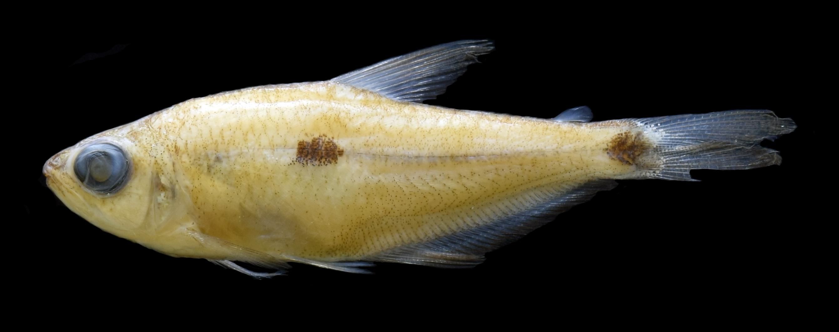 Ejemplar sin vida de la especie Phenacogaster tukano, que vive en la cuenca alta del río Vaupés, aunque ya existían muestras de su presencia en la cuenca media y en el río Tiquié.