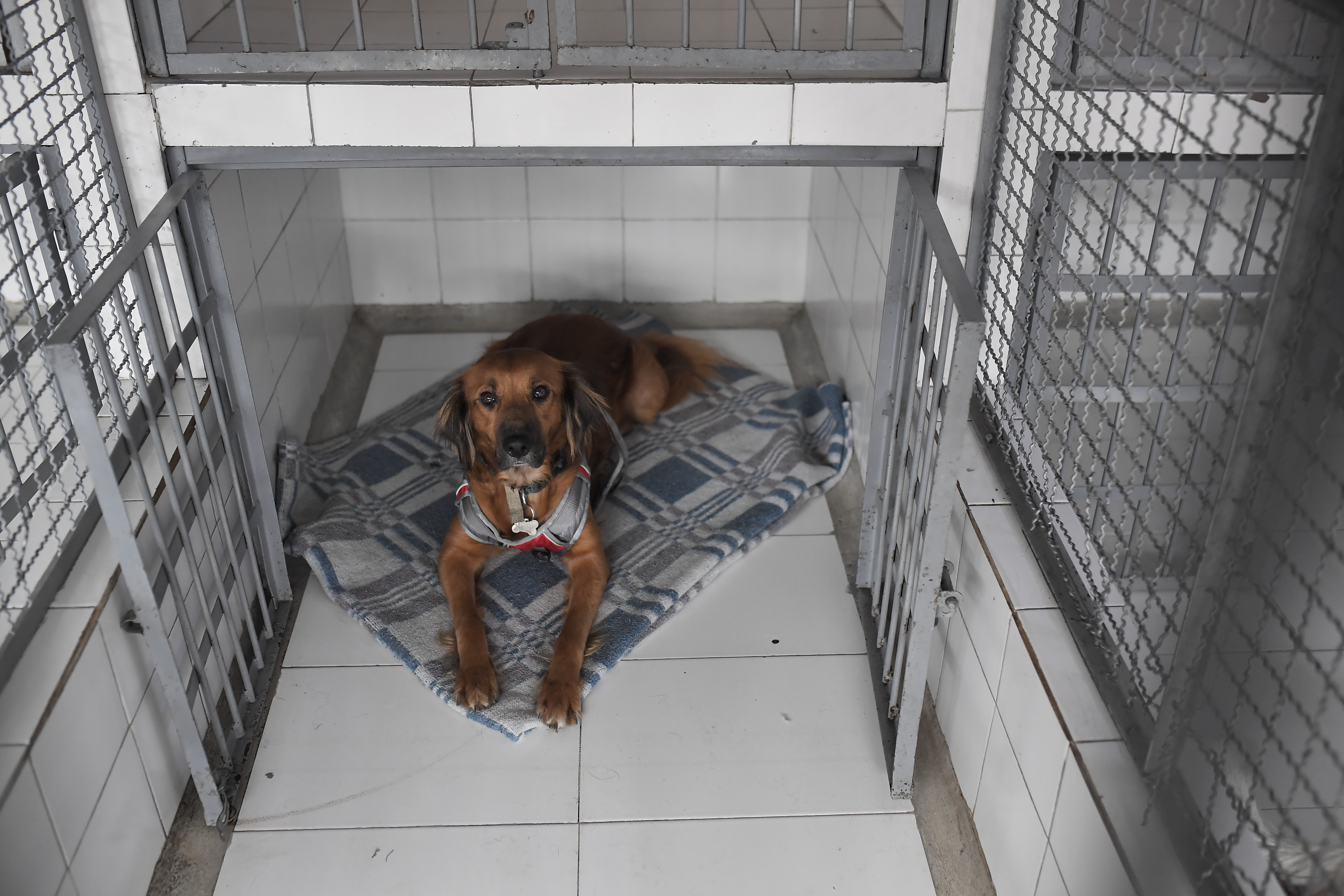 Colegio de Suba convirtió una esquina olvidada en refugio para animales sin hogar