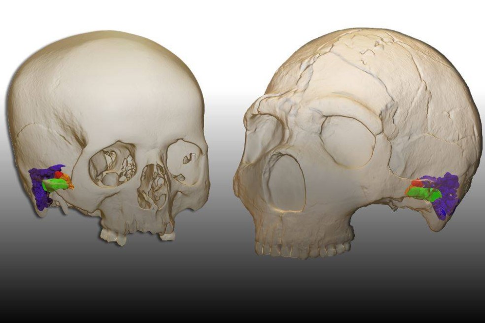 Encuentran restos fósiles del cráneo de un neandertal que vivió hace 60.000 años