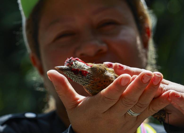 La Ruta Sonora de Aves en Antioquia es una iniciativa inclusiva que permite, mediante el sonido, que personas con discapacidad visual vivan la experiencia del avistamiento de aves, promoviendo el turismo accesible y la conservación ambiental.