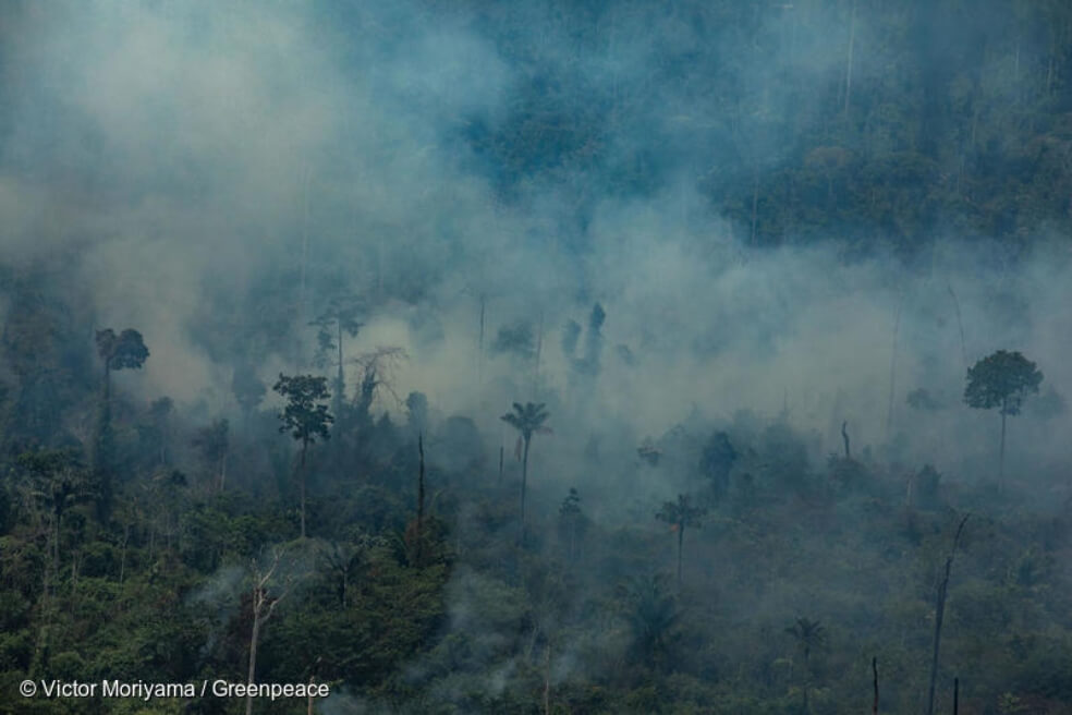 Década perdida: se disparó la tasa de deforestación de Amazonia de Brasil