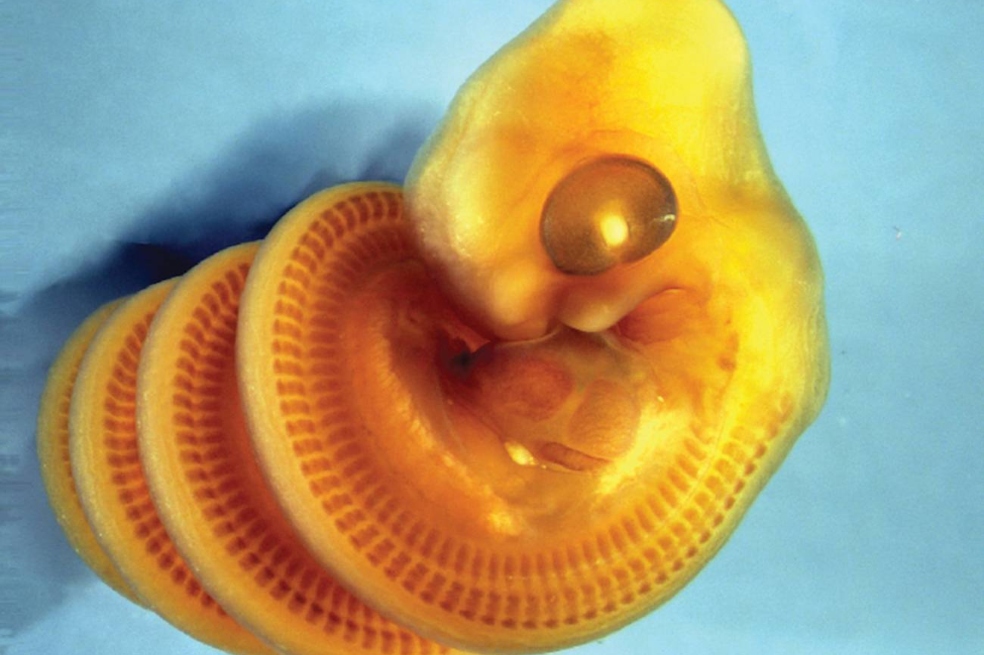 ¿Por qué los embriones de serpiente tienen forma de espiral? La ciencia ofrece nuevas pistas