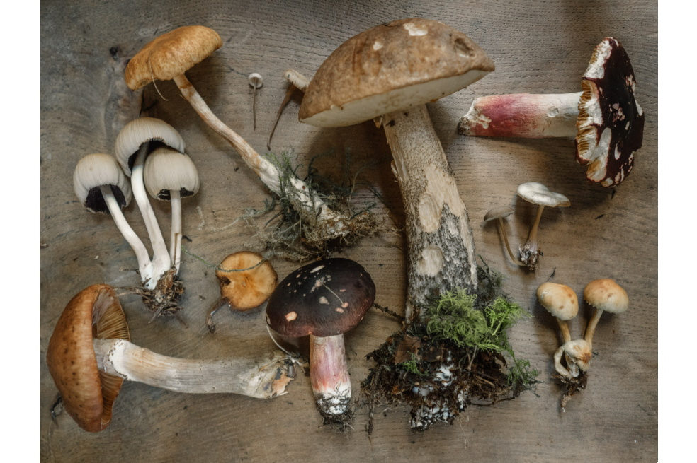 Es hora de explorar los hongos en las industria de la moda y la dermocosmética (I)