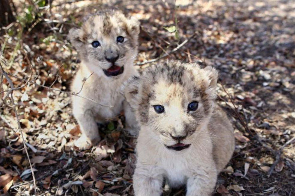 Nacen en Sudáfrica los primeros leones concebidos por inseminación artificial