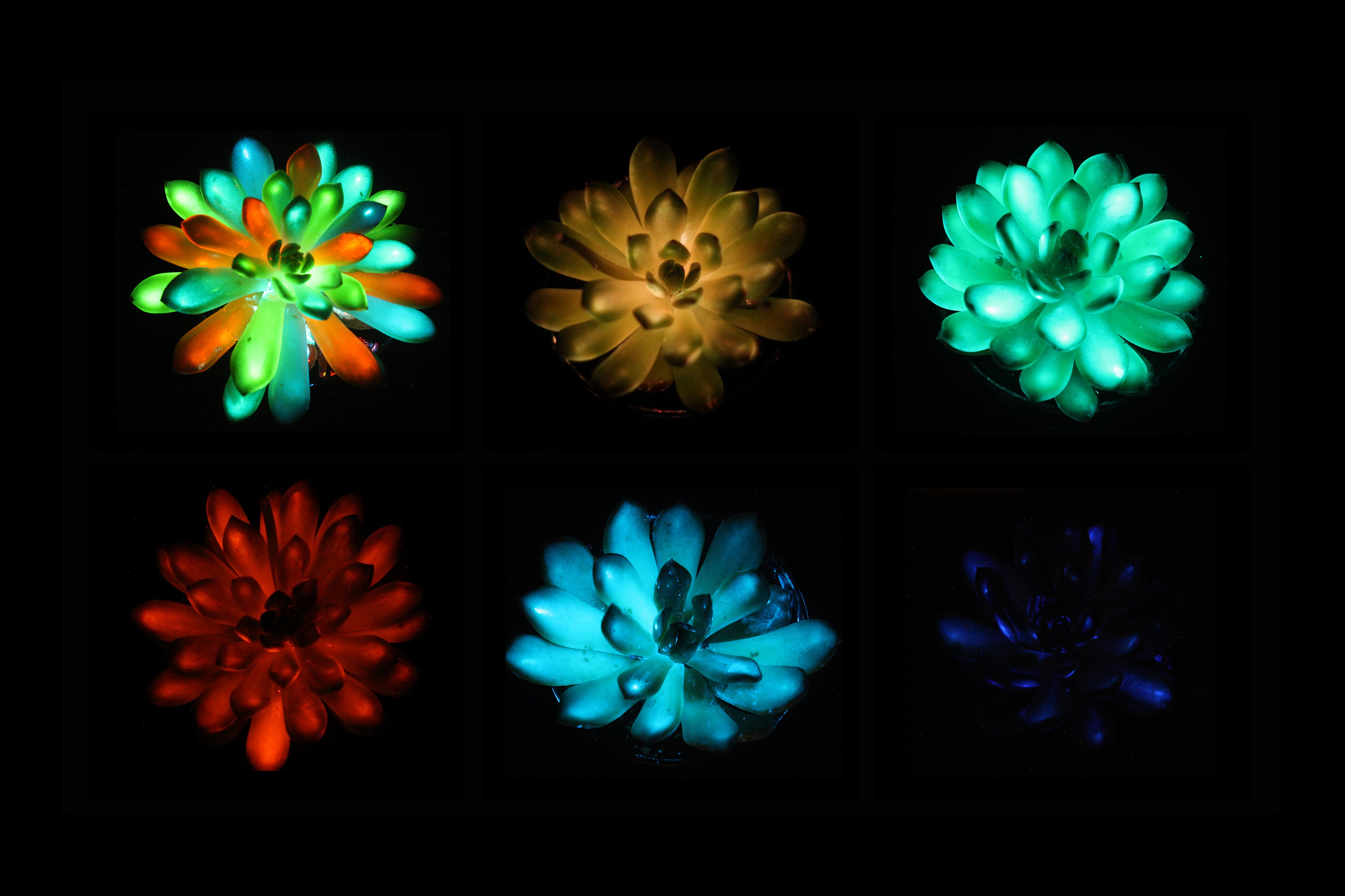 ¿Una suculenta que brilla? La apuesta por crear plantas luminosas