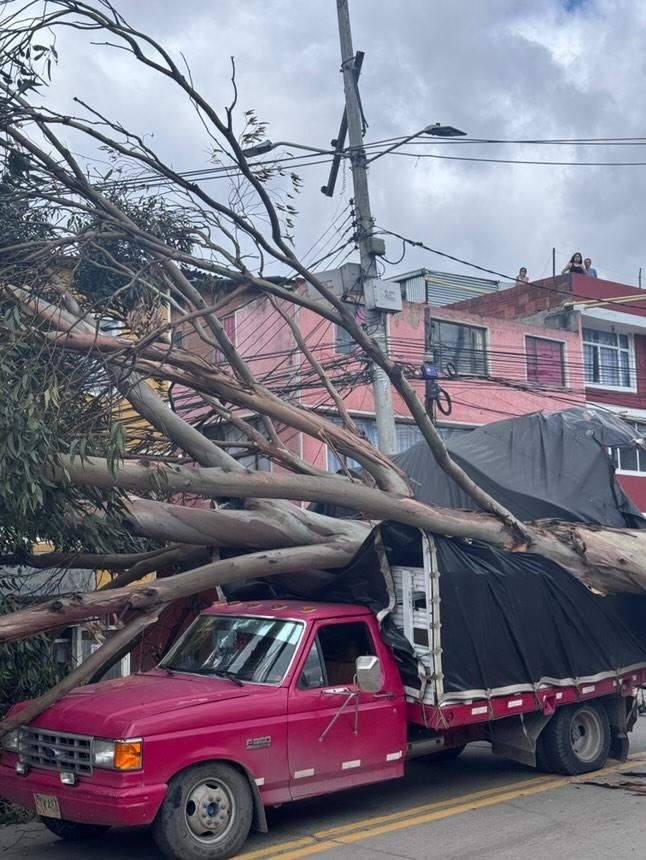 Caída súbita de árboles genera estragos en las calles de Bogotá, ¿cómo actuar?