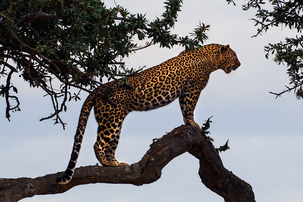 Minambiente expidió nuevos protocolos para la protección del jaguar en Colombia