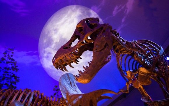 Calculan la fuerza explosiva de una mordida de Tiranosaurio Rex
