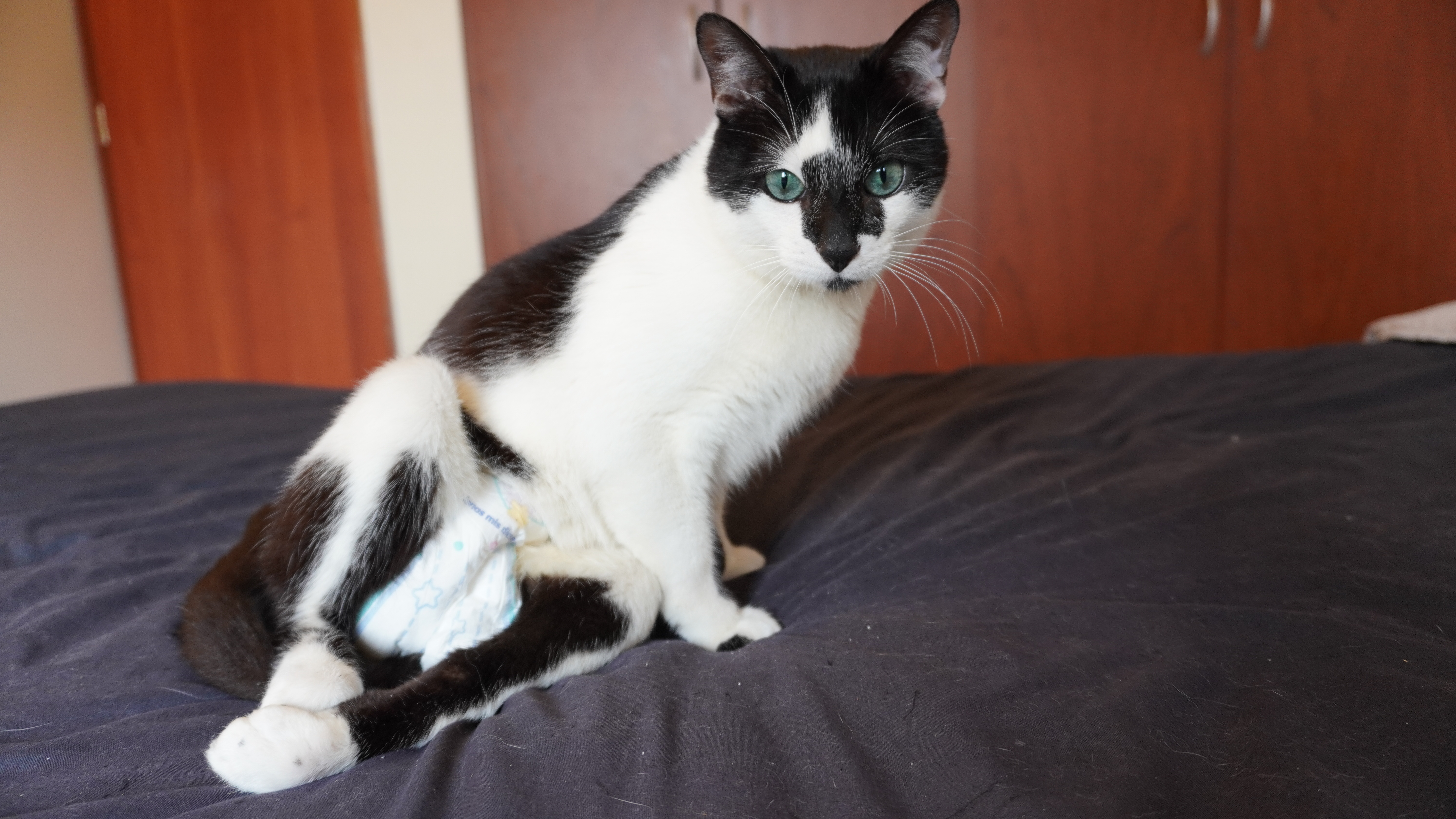 Valentino, un gato parapléjico al que le iban a aplicar la eutanasia