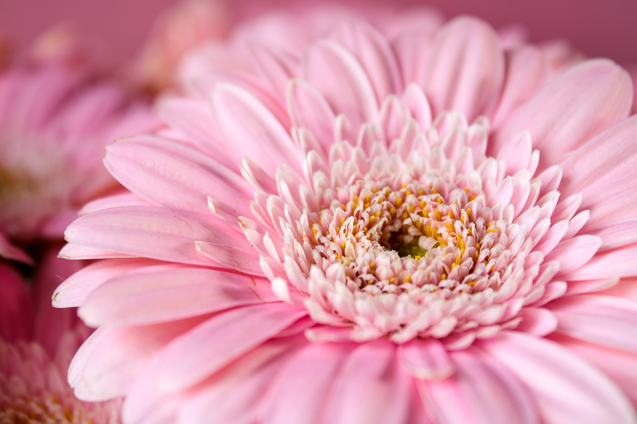 Gerberas: La flor que conquistará su hogar