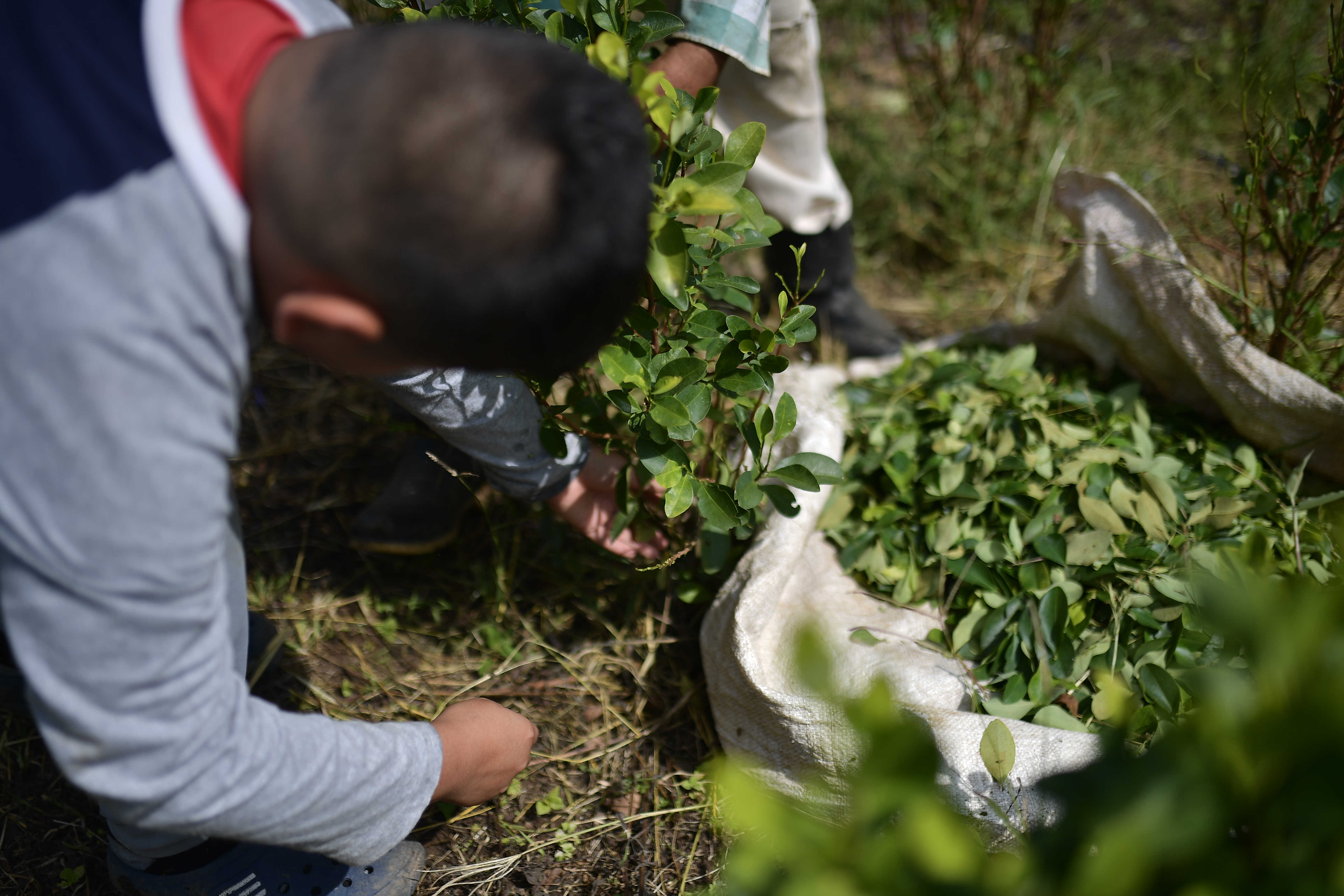 Política de drogas: ¿Cuál sería el impacto de regular la coca y la cocaína?