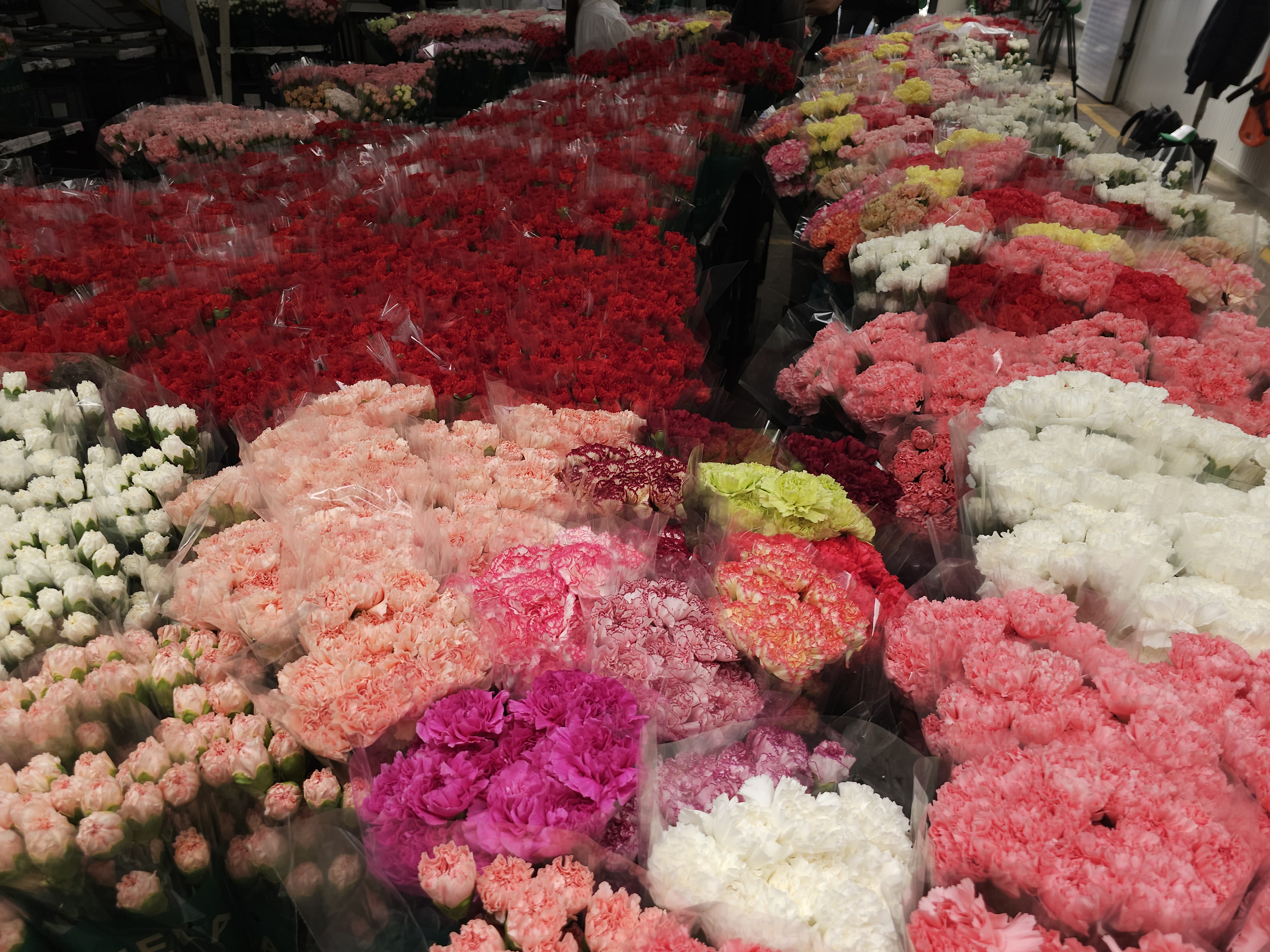Al final, cada flor que se abre en una floristería del mundo resume ciencia, inversión, logística, manos expertas y compromiso social. No es solo un producto de exportación: es una embajadora que lleva el nombre de Colombia a casi 100 países.