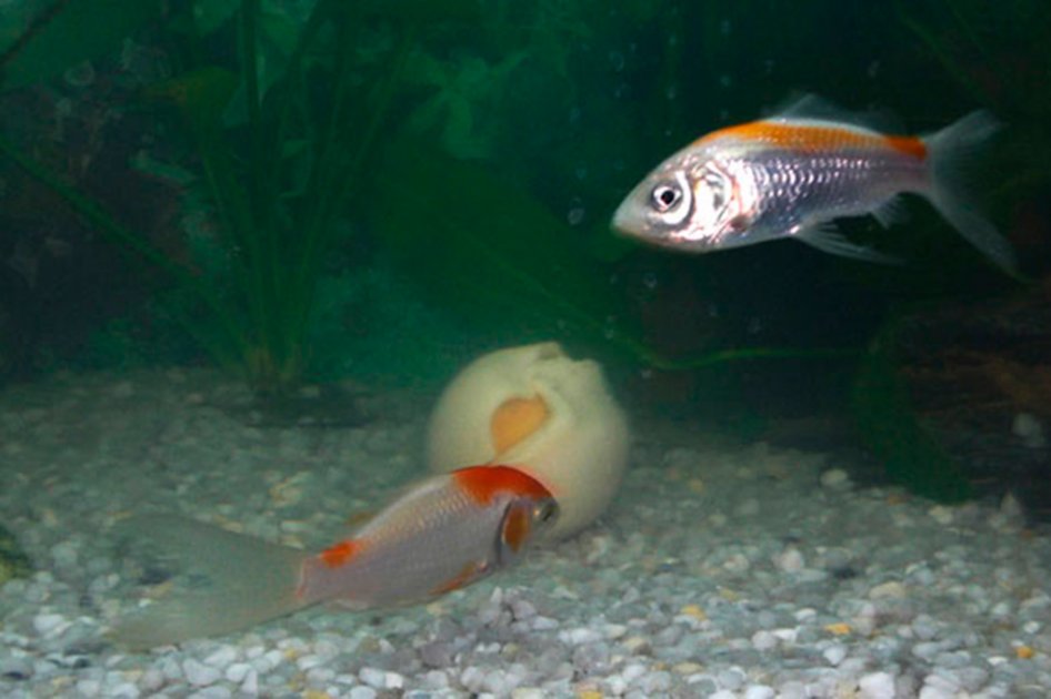 Crean bola de golf que alimenta a los peces