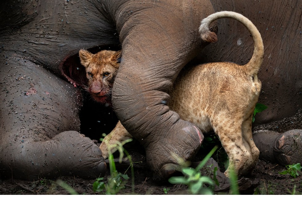 Subcampeón categoría retratos de animales: Roie Galitz, de Israel, quien captó a un elefante y un león tras una disputa.