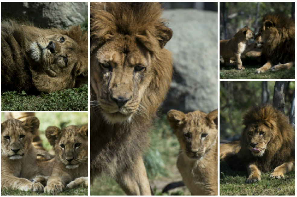 Conozca a ‘Maucho’, el león que pudo ser padre tras una operación pionera