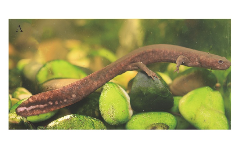 ¡Hay una nueva especie de anfibio para la ciencia!