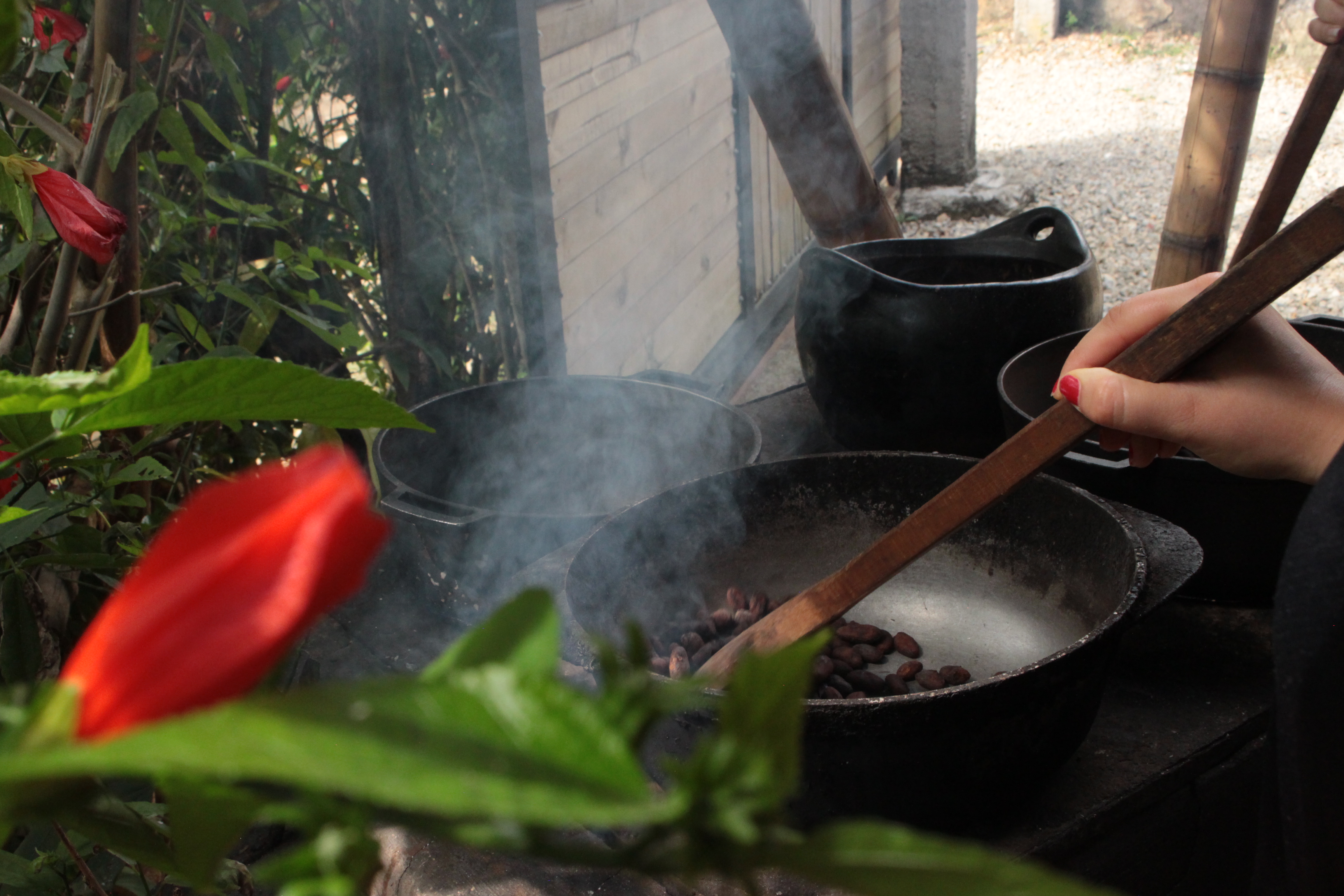 El cacao es conocido por ser un “alimento de los dioses” debido a que su nombre deriva de Theobroma (del griego “theós” que significa dios y “bróma” que significa alimento).