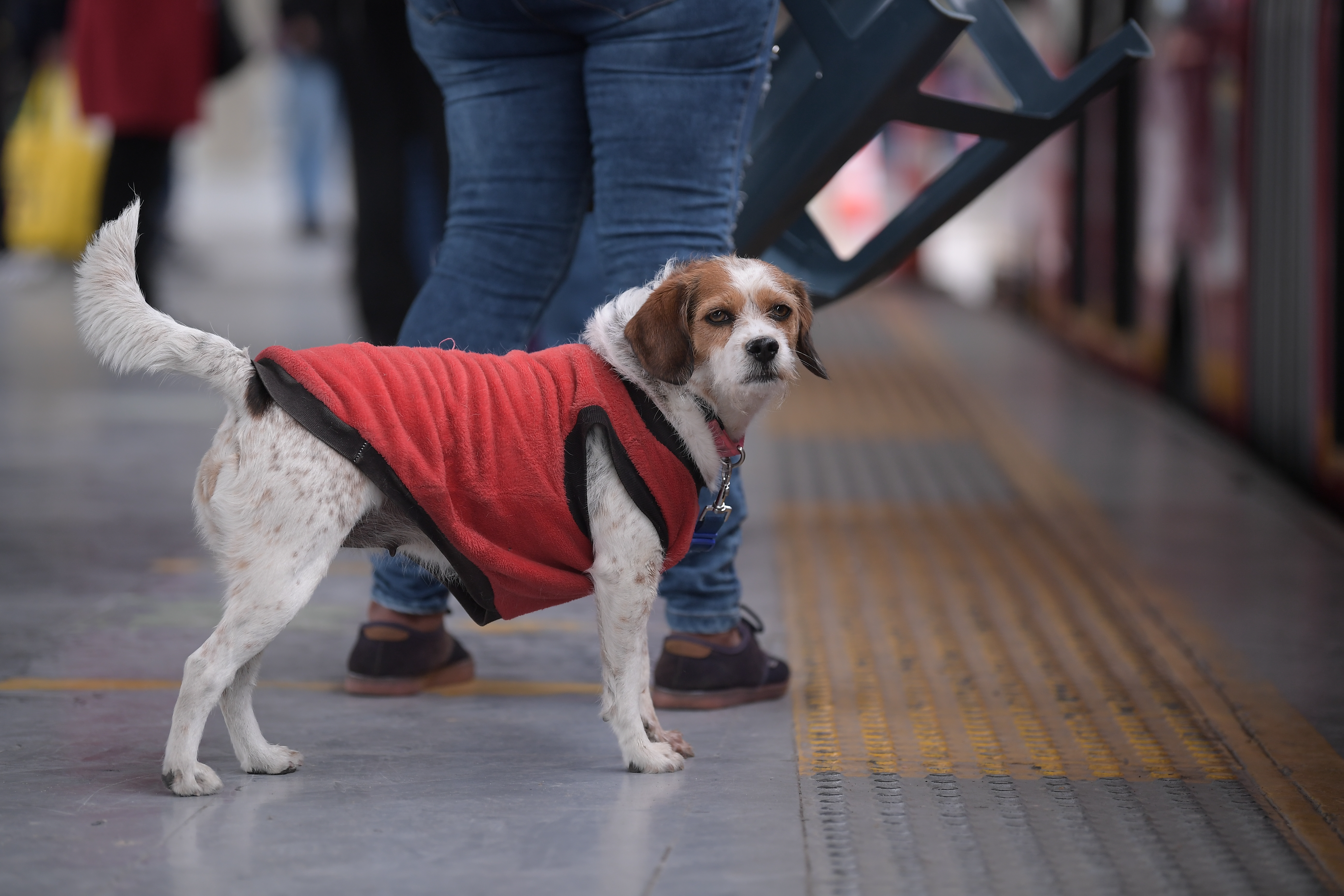 Abandono de animales en TransMilenio: ¿qué está pasando?