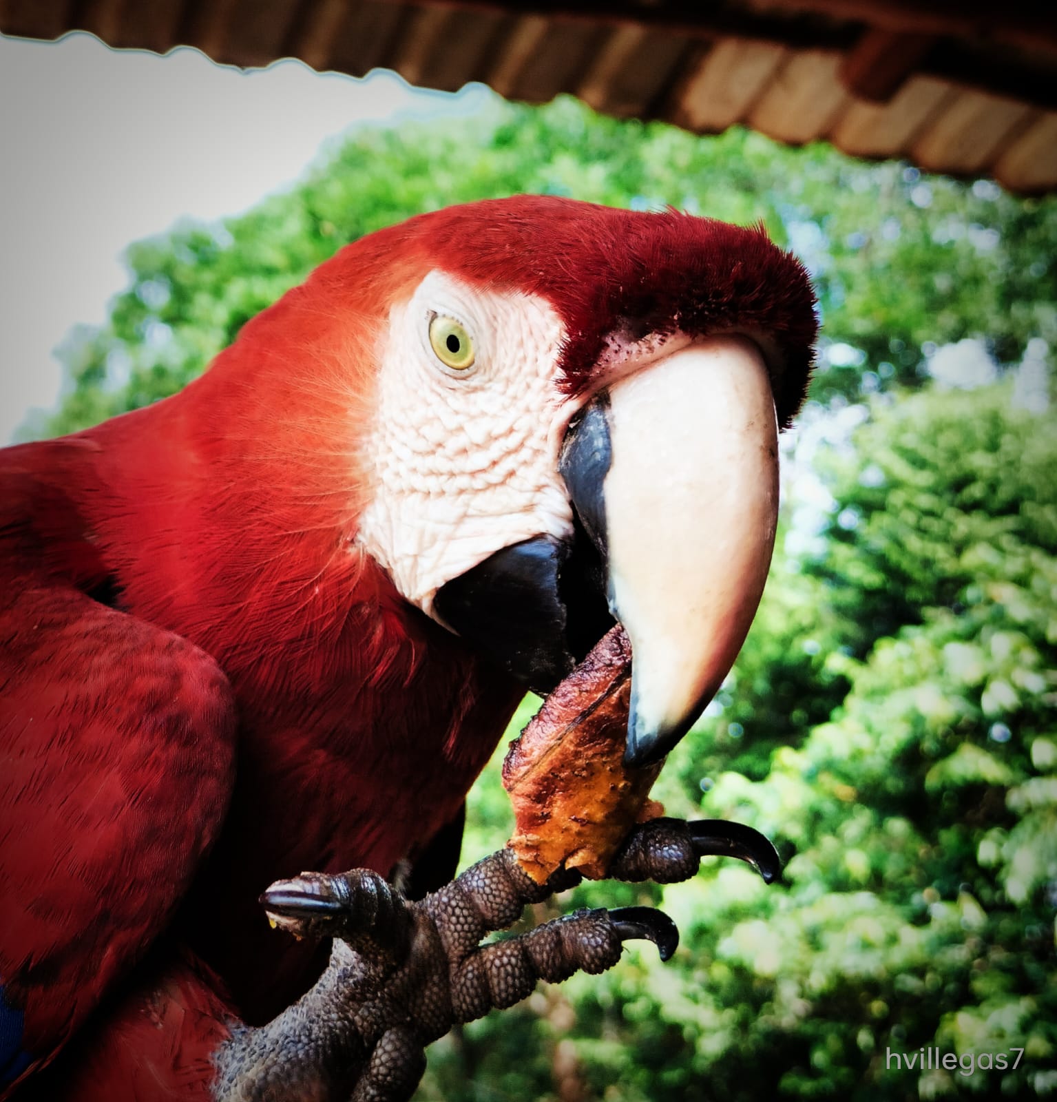 La guacamaya hace parte de un amplio grupo de especies que se pueden encontrar en El Retorno, entre ellos, osos hormigueros, cajuches, antas y micos.