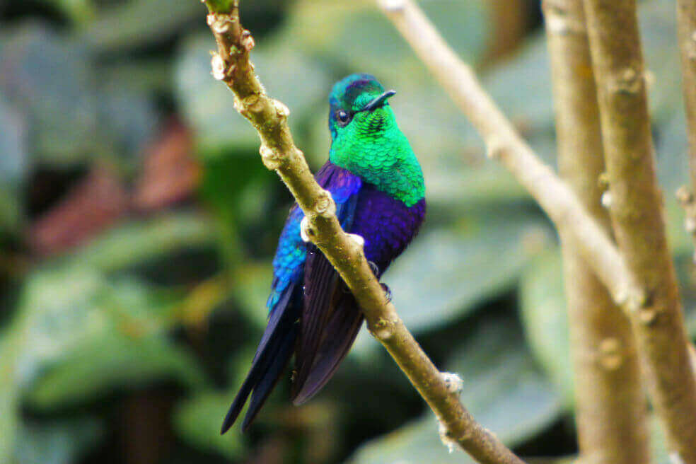La Feria Internacional de Aves arranca en Cali