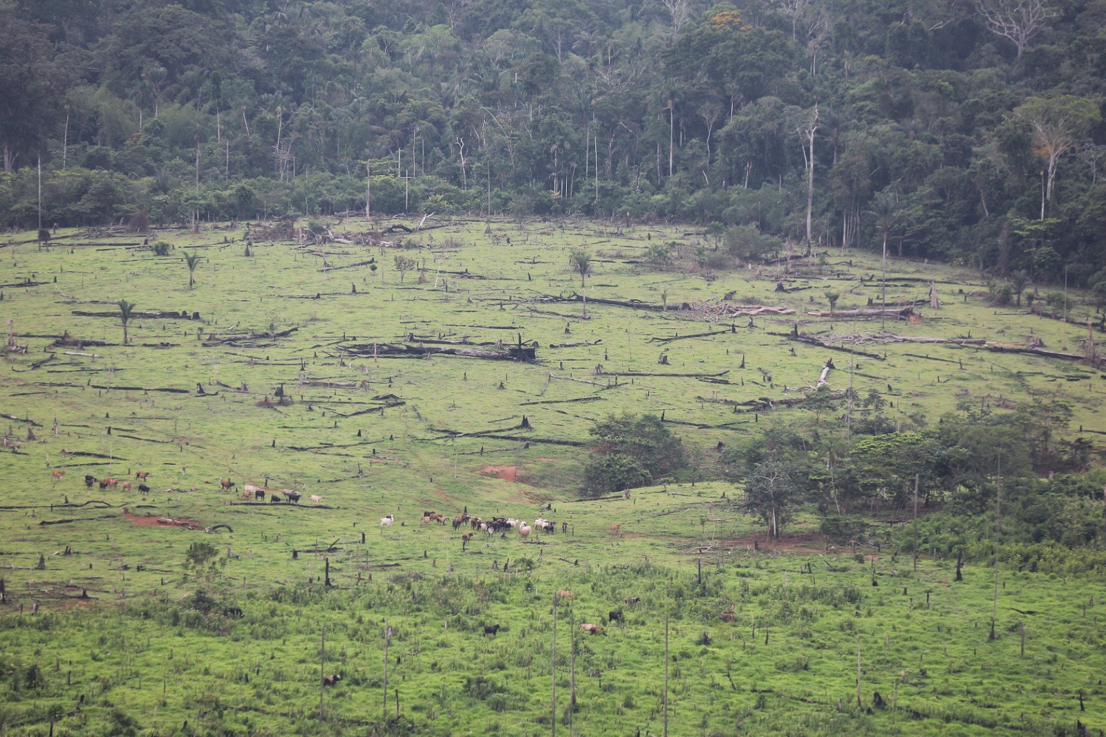 El informe reservado que muestra cómo avanza la deforestación en Chiribiquete