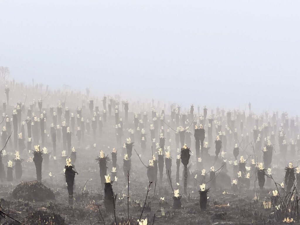Frailejones del páramo de Berlín dan las primeras muestras de recuperación