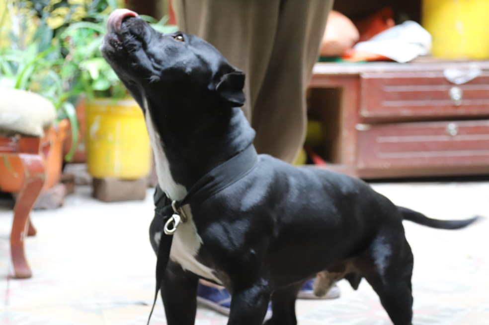 Buenas noticias: rescatan dos perros que eran maltratados en Bogotá