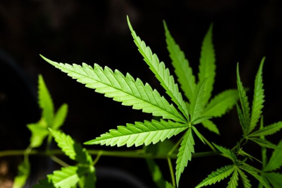 Componente del cannabis tiene efectos antioxidantes