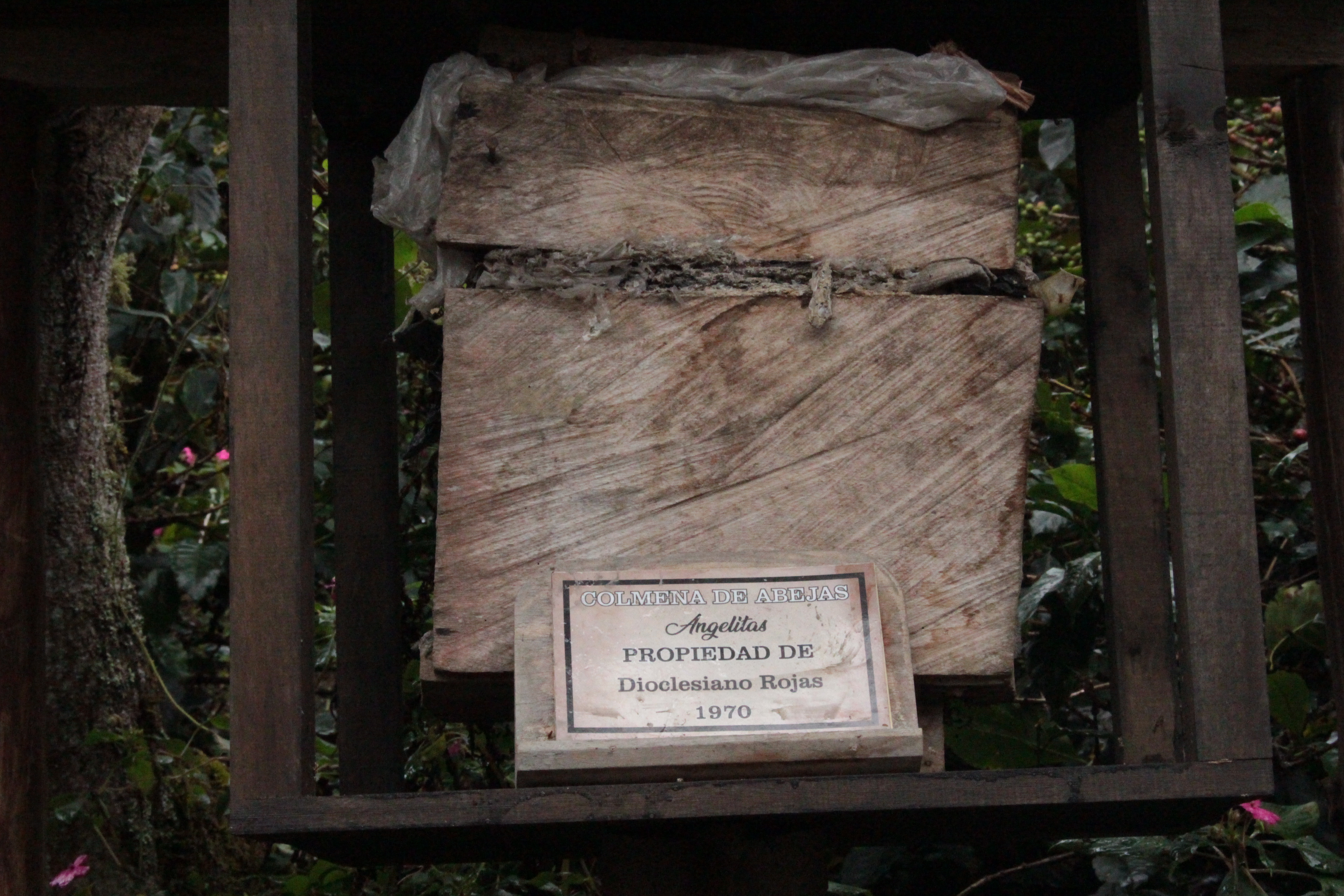Colmena reliquia de la familia Rojas que alberga abejas angelitas desde 1970.