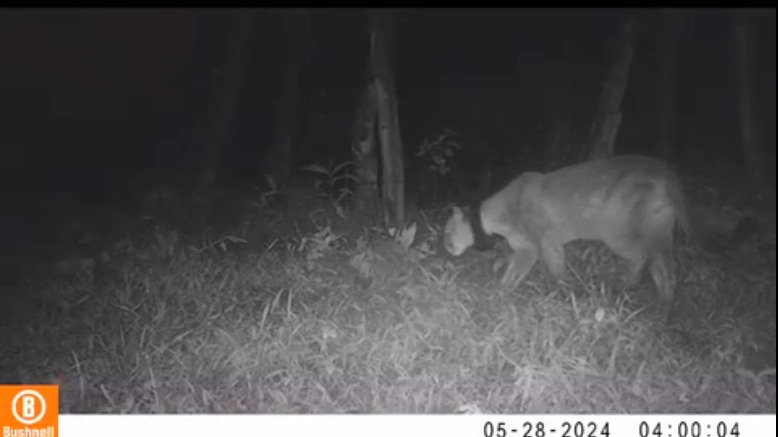 Instituto Humboldt explica el origen del puma avistado en la zona rural de Antioquia
