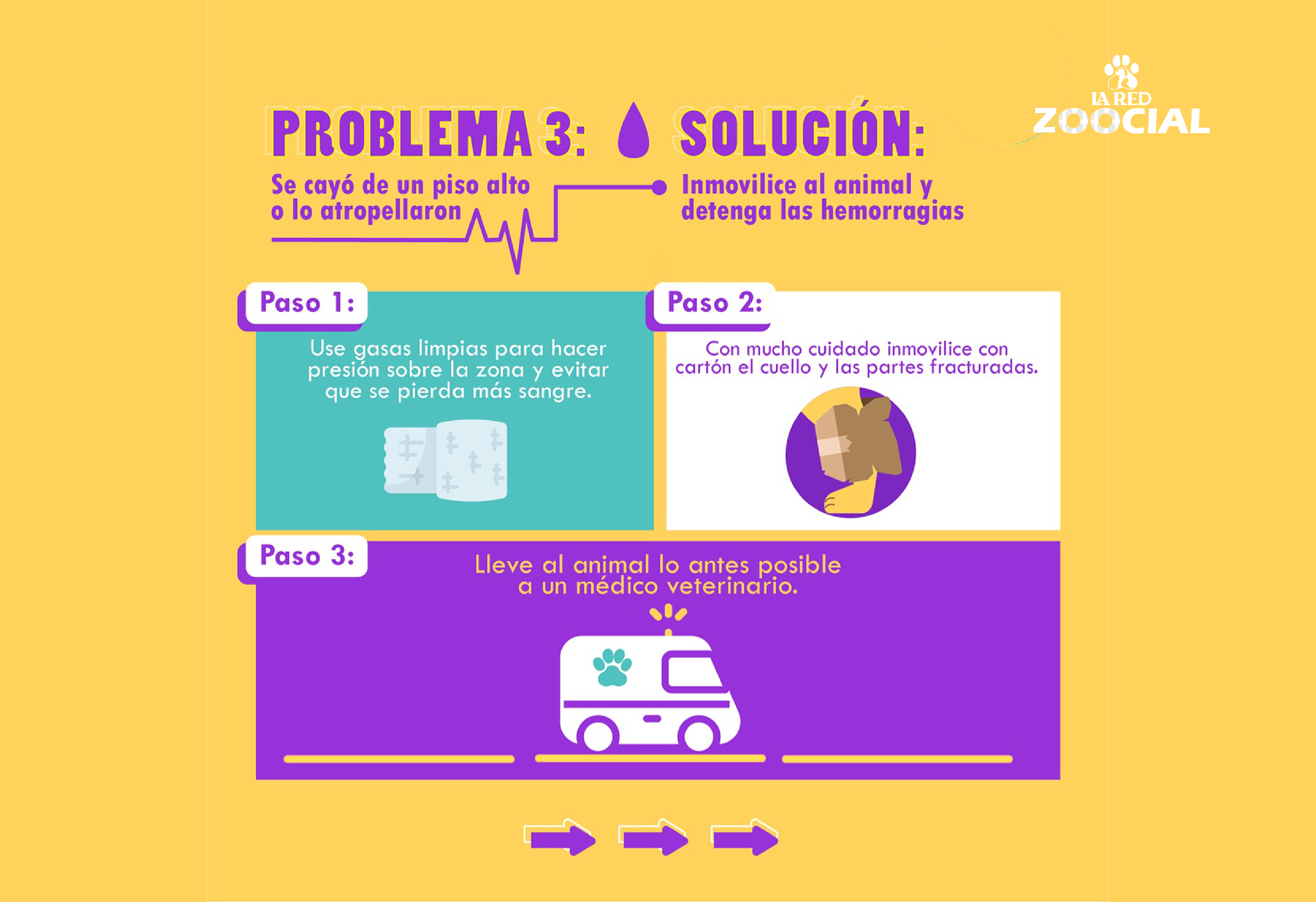 Primeros auxilios para animales